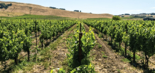Région viticole : excursion d'une demi-journée