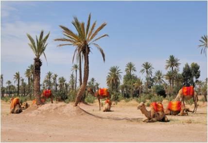 promenade-a-dos-de-dromadaire-dans-palmeraie
