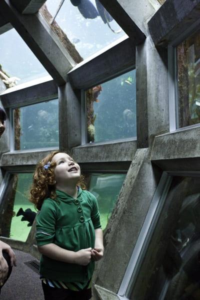 seattle-aquarium-child.