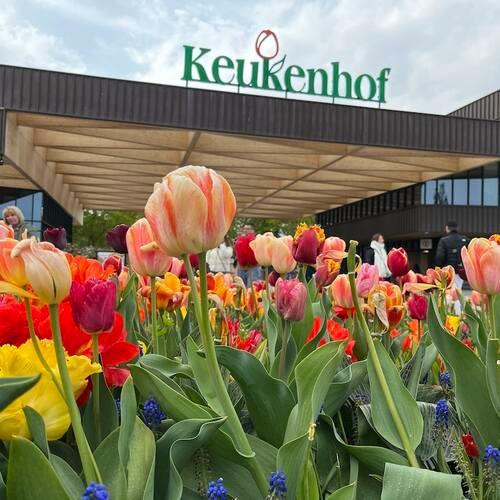 Keukenhof : visite guidée de la ferme des tulipes et croisière sur les moulins à vent